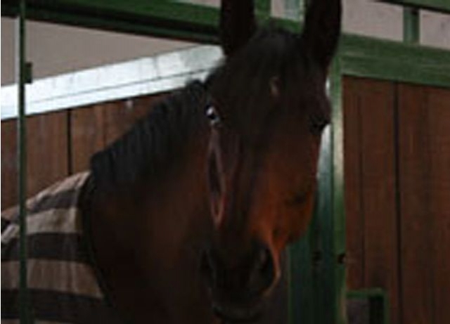  Our horses 
